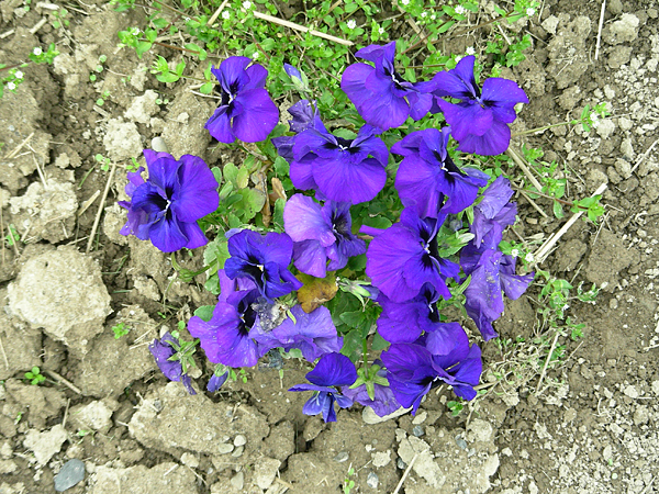 pansy in flower